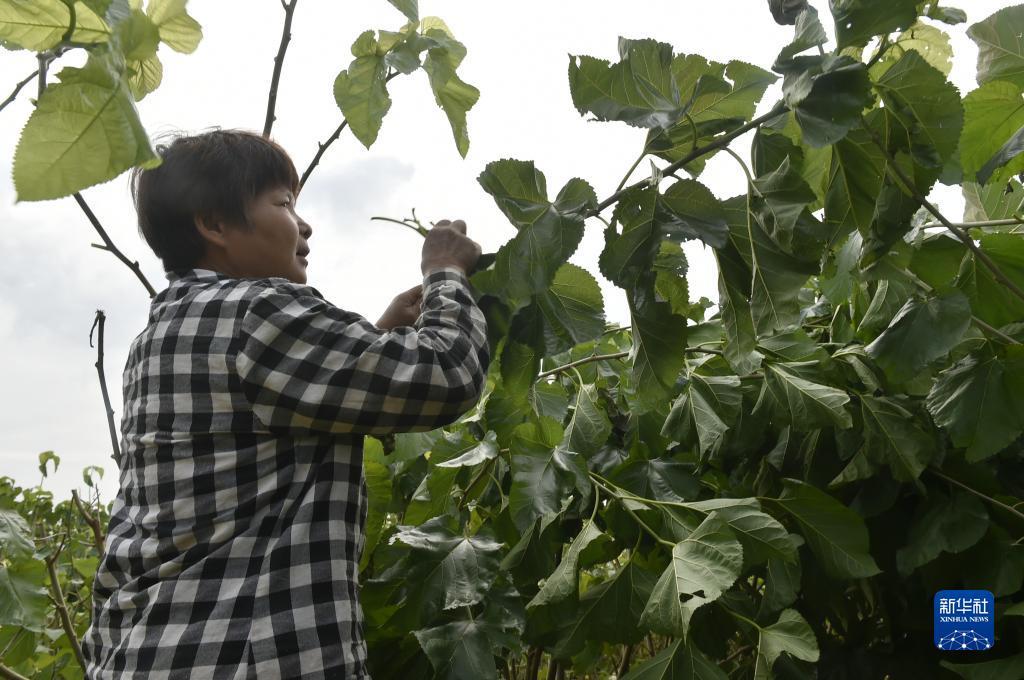 捕鱼软件下载